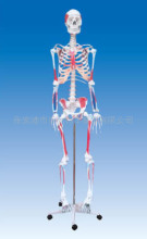 ZM1001-3人体骨骼附肌肉附着色点模型-教学、医学、解剖模型