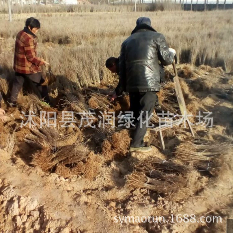 Базовые прямые продажи, саженцы саранчи с фиолетовыми ушками, саженцы для ландшафтного дизайна, защищающие растения на схиле, решение для речной эпиляции легко выжить.