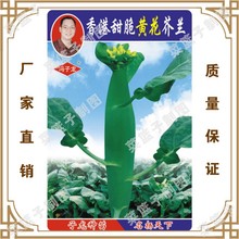 �߲˷N�� �������S�����m �̨���Դ���ͥԺ�N�� ���طNֲ