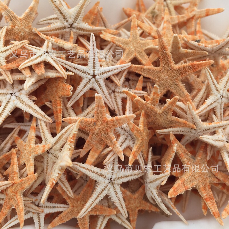 Study Natural Starfish Shell Conch Decoration Shell Conch Wholesale DIY Starfish Crafts Study Natural Starfish Shell Conch Decoration Shell Conch Wholesale DIY Starfish Crafts