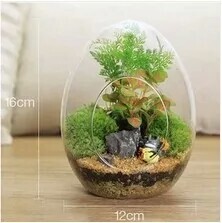 Egg-shaped table Moss micro landscape ecological bottle fleshy plant glass bottle DIY creative gift ornaments wholesale