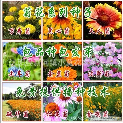 波斯菊万寿菊硫化菊翠菊金盏菊薰衣草甜叶菊百日草格桑花草花种子