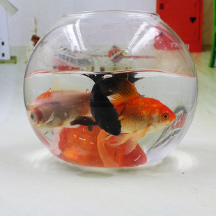 Factory wholesale transparent glass vase goldfish bowl micro landscape Moss ecological bottle succulent plant vase