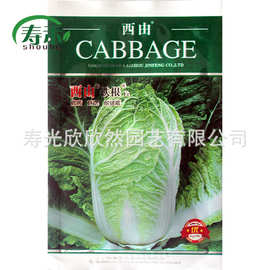西由铁根F1大白菜种子 抗病高产耐热耐湿好吃秋季秋播蔬菜种子
