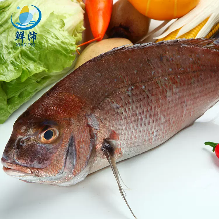 福建本港现捕新鲜加吉鱼大赤棕鱼海捕赤棕鱼活冷冻海鲜水产品