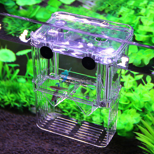 Peacock fish breeding box Fish tank Yayli isolation box extra large…