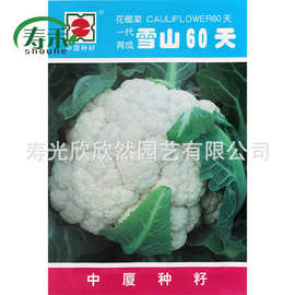 中厦雪山60天白色花椰菜花菜种子 早熟耐热 抗病力强 高圆形10克