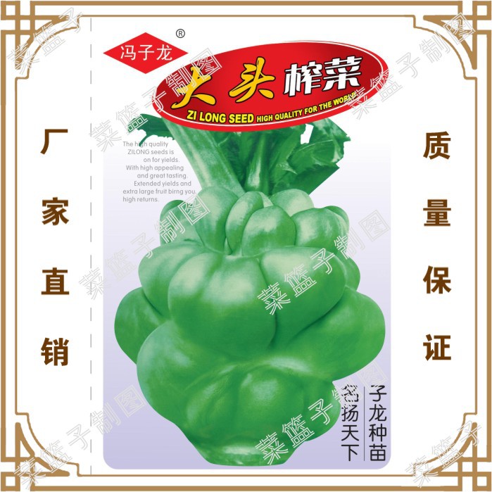 冯子龙种苗公司直售批零大田基地种植蔬菜种子 大头榨菜