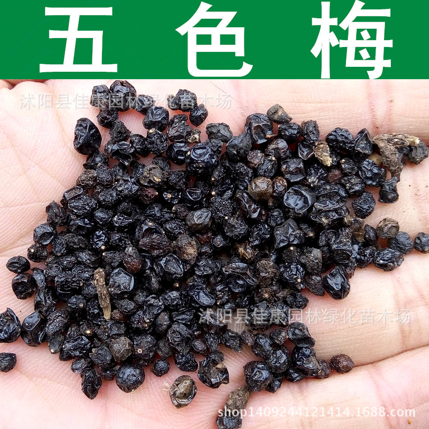 林木种子 五色梅种子 五色绣球花 五彩花 马缨丹花 1件=1斤