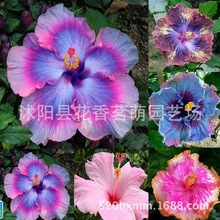 ܽ�طN��  �����ձ����ػ������_ ͥԺ�̨���ذ� ܽ��ɺ����