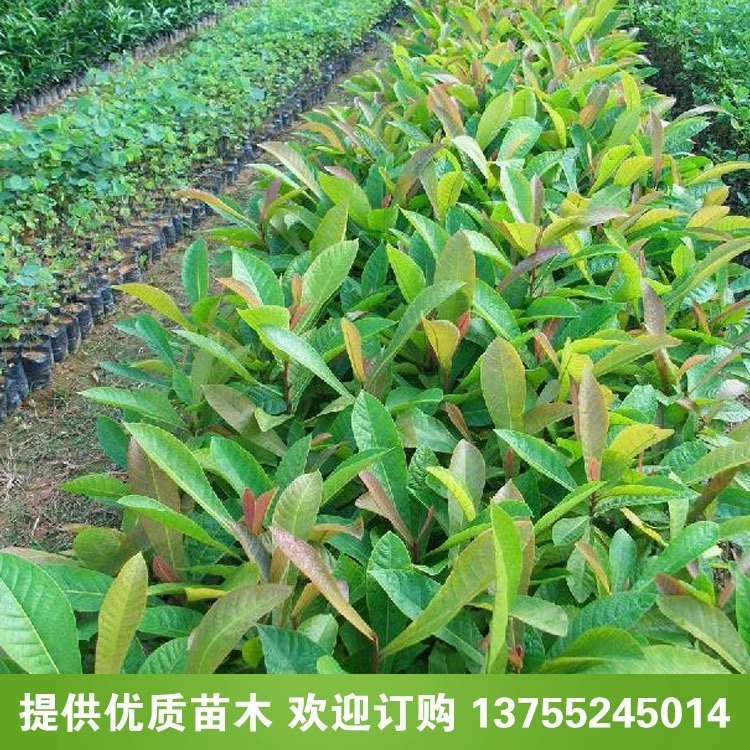 Большой запас Ду Ин пересадки деревьев Ду Ин улица дерево различные спецификации большое количество скидка