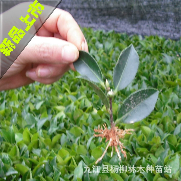 Поставка кустарника чай сливы саженцы с хорошей корневой системой и высокое качество чай сливы саженцы с большим количеством и благоприятным листовой зеленый