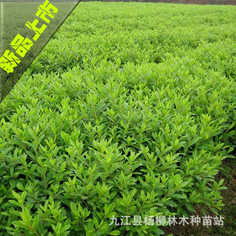 Оптовые поставки ароматных пузырьковых саженцев грейпфрутового дерева ароматных пузырьковых саженцев различных спецификаций