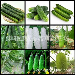 �߲˹Ϲ��N��ˮ���S�ϴ����S�ϴ�����S�� �r���ԷN�Gɫ�ЙC�S��