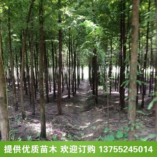 池杉树苗 池杉小苗价格 一年生小苗价格 池杉苗木基地价格