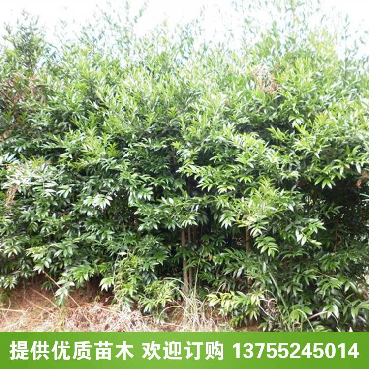 Поставка бамбукового кипариса, саженцы бамбукового кипариса, семена бамбукового кипариса, большой запас вечнозеленых деревьев, полных сортов