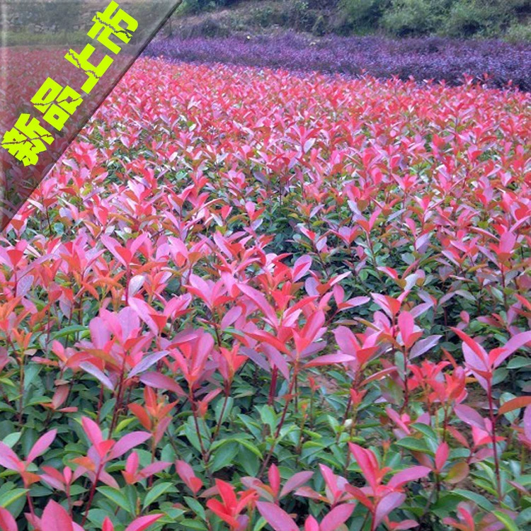 Поставка Фотиния fraseri саженцы цветной блок саженцев Фотиния fraseri саженцы базы озеленение саженцев