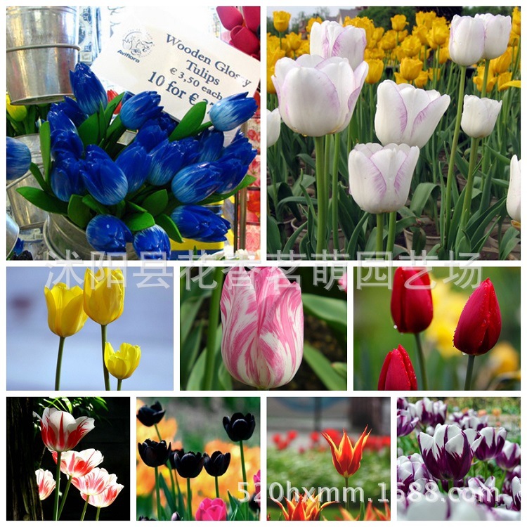 Wholesale Supply of Tulip Bulbs Colorful Tulip Seeds Plump High Survival Rate