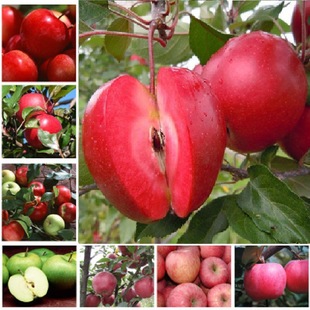 ���x�����O����N�� �s20��/�� �����^�pʳ���̨�� ��������