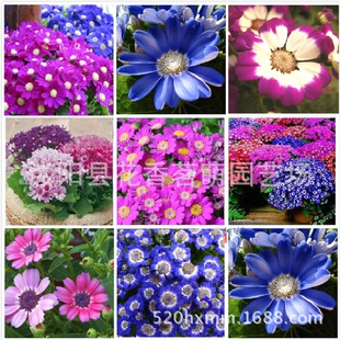 �������x�ձ��ܻ����~�շN��  �������� ��ɫ�b 30��