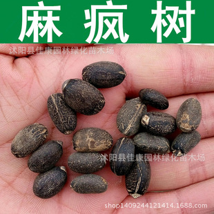 ��ľ�N�� �鯂��N�� ���L�� ����ͩ ��ͩ�N�� 1��=1��