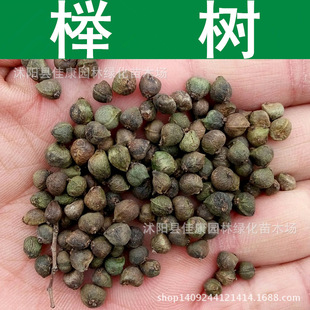 Linmu Seed Beech Seed Light Leaf Beech Large Leaf Beech Large Fruit Beech Tree Seed 1Pcs= 0.5kg