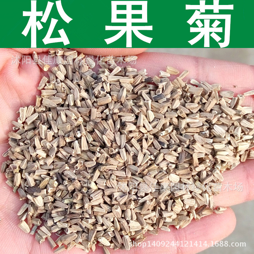 草花种子 松果菊种子 紫锥花 紫锥菊种子 1件=1斤