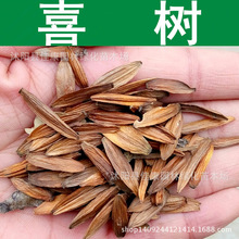 林木种子 喜树种子 水桐树 水栗种子 千丈树种子 天梓树 1件=1斤