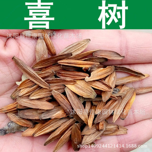 ��ľ�N�� ϲ��N�� ˮͩ�� ˮ���N�� ǧ�ɘ�N�� ������ 1��=1��