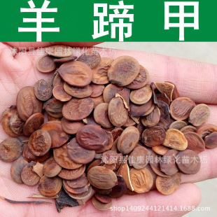 ��ľ�N�� ����׷N�� �����G�N�� ��׻��N�� 1��=1��