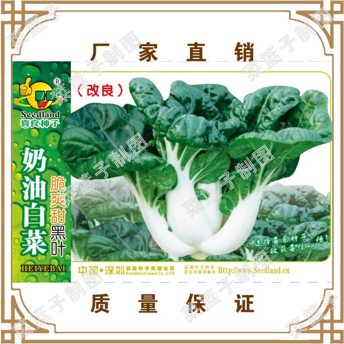 Xiliang Seed Factory Direct Sales Wholesale Field Base Greenhouse Planting in Four Seasons Crisp and Sweet Black Leaf Cream Cabbage