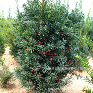 ���lɳ��2���Ϸ��t��ɼ�N�� ���� �|�����؁��t��ɼ�N�� ��һ�Pʮ