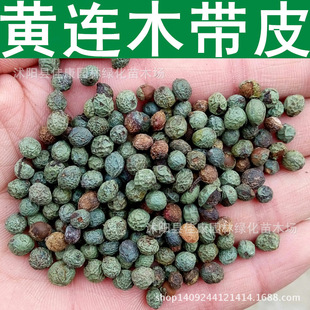 �S�Bľ�N�� ��ľ ϧľ�N�� �S鬘�N�� �u��ľ 1��=1��