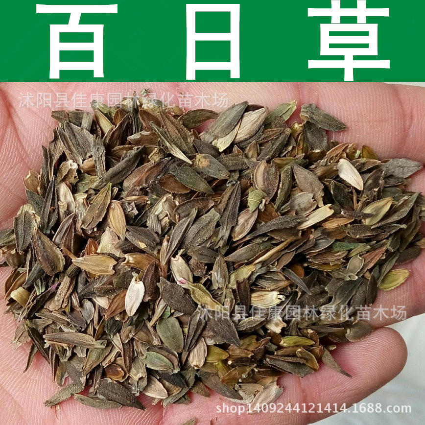 百日花种子 百日草种子 百日菊 火球花 对叶菊 1件=1斤