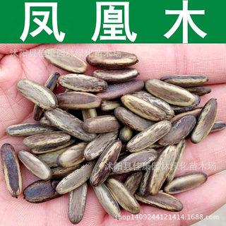 林木种子 凤凰花 凤凰木种子 红花楹 火树 凤凰树种子 1件=1斤
