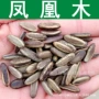 凤凰凤凰木凤凰花种子
