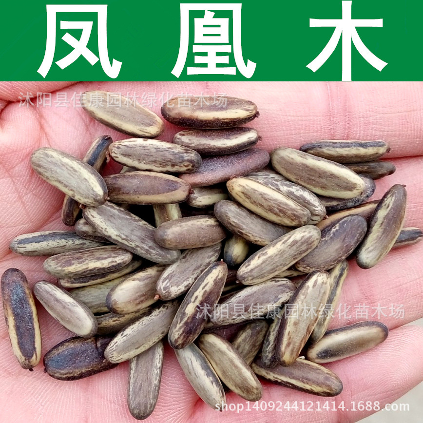 林木种子 凤凰花 凤凰木种子 红花楹 火树 凤凰树种子 1件=1斤