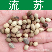林木种子 流苏种子 流疏树 牛筋子 流苏树种子 1件=1斤