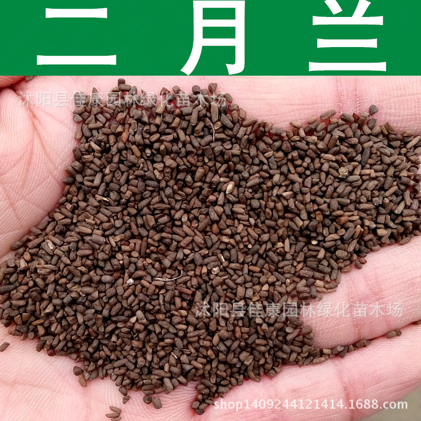 二月兰种子 二月蓝 菜子花 紫金草 诸葛菜种子 1件=1斤