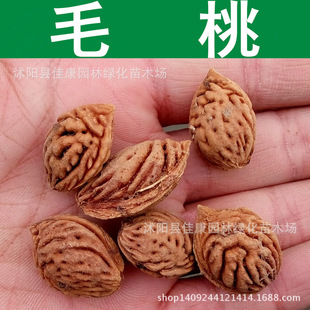 ��ľ�N�� ë�ҷN�� ë�Ҙ� ë�Һ˷N�� �G����N 1��=1��