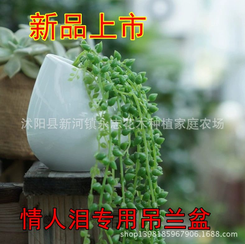 Простой белый керамический цветочный горшок Мясистая Капля воды Хлорофиллум Цветочный горшок Настенный цветочный горшок