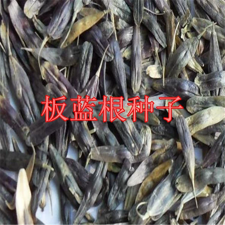 Оптовая продажа семян корня ириса китайского, улучшенные саженцы корня ириса китайского для супов, семена корня ириса китайского с мелкими листьями для медицинских целей