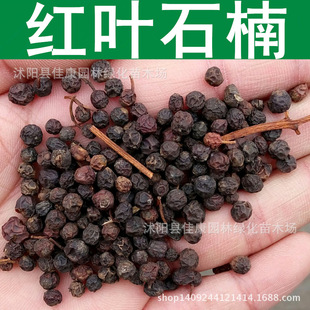 ��ľ�N�� �t�~ʯ骷N�� ʯ骘� �t�~�G�h 1��=1��