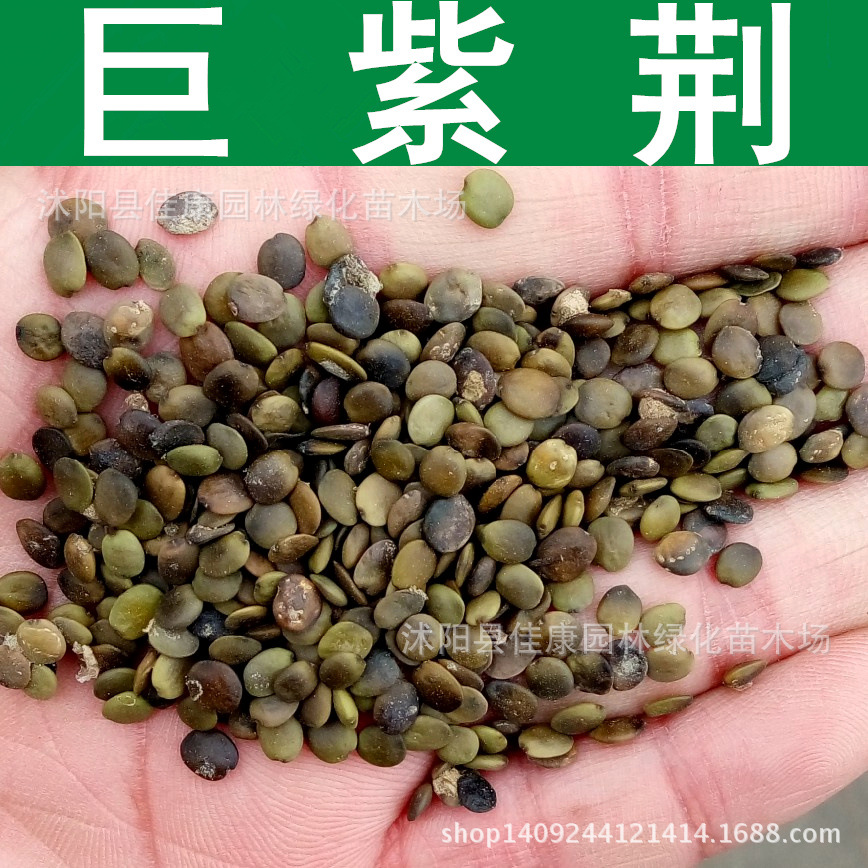 林木种子 巨紫荆种子 乌桑树 满条红种子 1件=1斤