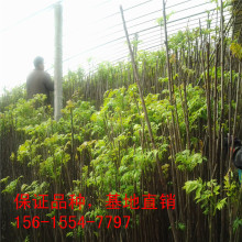 ɽ�|���س��ۼt���㴻�� �����㴻�� �����㴻�� �㴻С�����l