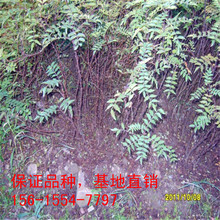 ɽ�|���س��۟o�̻������|�����C������ ��t�ۻ����� ��������ľ