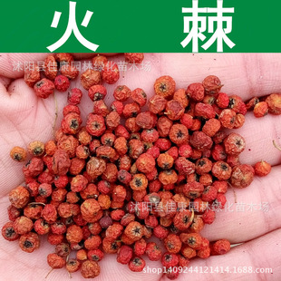 ��ľ�N�� �𼬷N�� ��ѹ��N�� �t�Ӵ� �G�h�� ��܊�Z 1��=1��