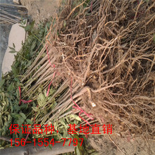 �����L�����l�㴻�� �r�񃞻� ���󃞻� ����   3-5�����㴻��