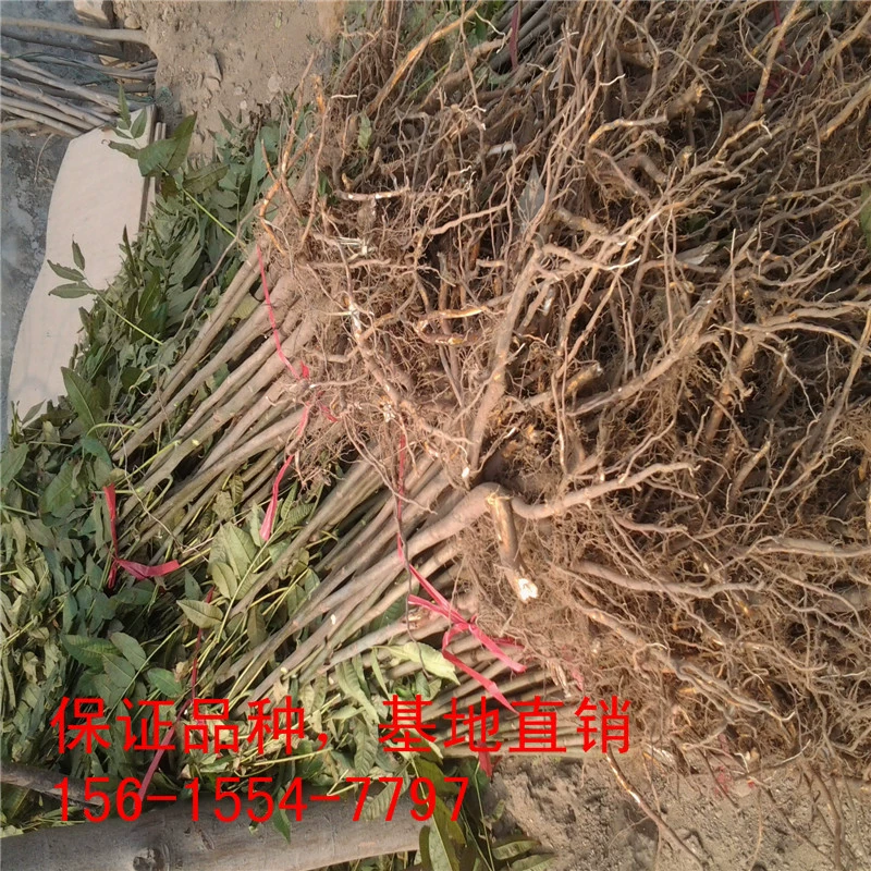 Детский сад долгосрочная оптовая продажа саженцев Sophora japonica по льготным ценам и скидкам на большие объемы. Поставка 3-5cm саженцев Sophora japonica.