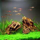 Оптовая продажа камня из сосновой кожи для ландшафтного дизайна аквариума, также называемого камнем из кожи тигра, пористым и красивым деревянным окаменевшим камнем зеленого дракона